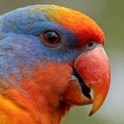 Fotorestauration Bild Creation