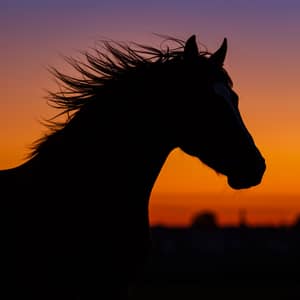Elegant Horse Head Silhouette Art