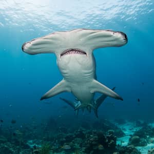 Discover the Hammerhead Shark: Unique Features