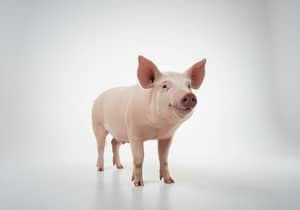 Adorable Pig in Studio - Captivating Photography