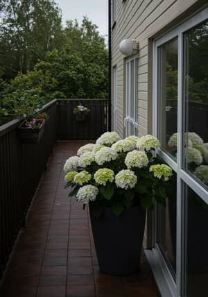 Mysterious Nursing Home Exterior with Hydrangeas