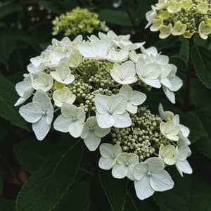 Stunning White Hydrangeas Photo