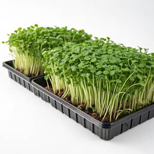 Fresh Green Microgreens on White Background