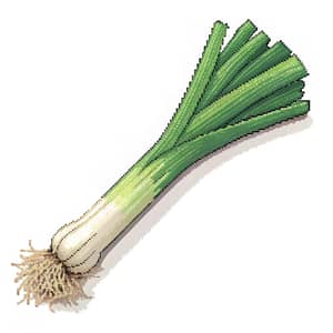 16 Bit Leek/Green Onion PNG - High Quality Image