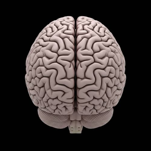 Detailed Human Brain Top-Down View | Pale Pink & Gray Palette