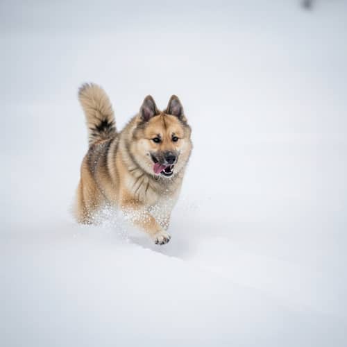 Playful Medium-Sized Dog Enjoying Snowy Landscape