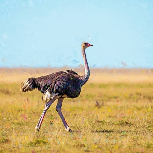 Majestic Ostrich in Vibrant Field - Digital Painting
