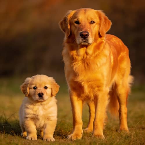 What Will My Puppy Look Like as an Adult Dog?