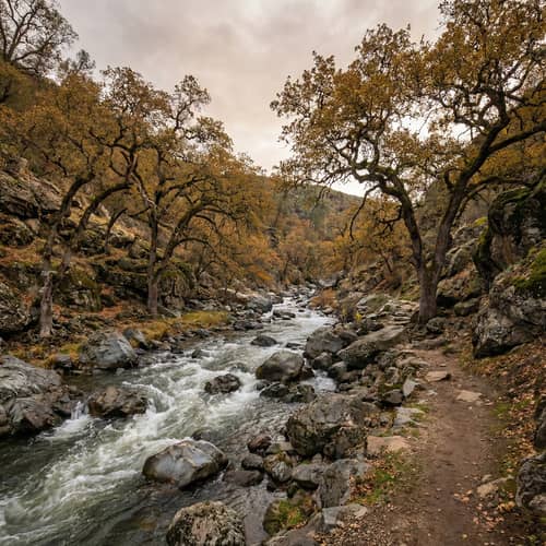 Frgged River Surrounded by Majestic Oak Trees