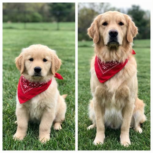 Puppy to Adult Dog Transformation Guide