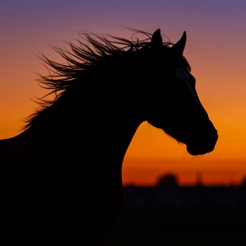 Elegant Horse Head Silhouette Art