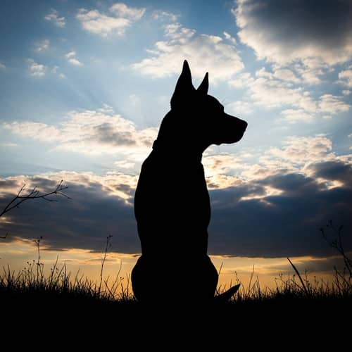 Dog's Silhouette in Graffiti Style Against Cloudy Sky | Colorful Palette