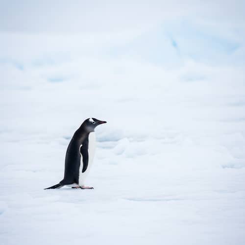 Graceful Penguin Waddling on Icy Terrain
