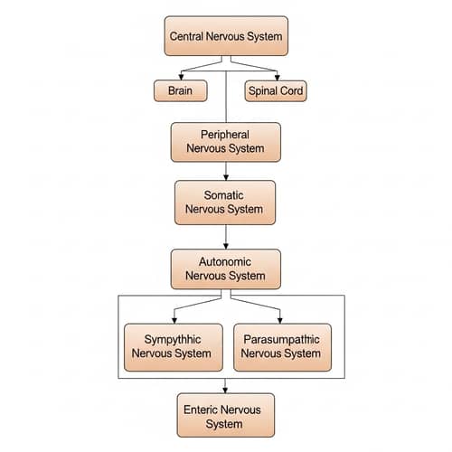 Human Nervous System Flow Chart: Brain, Spinal Cord, Autonomic Nervous System