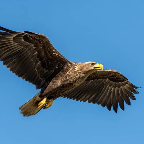 Majestic Eagle Soaring in Blue Sky