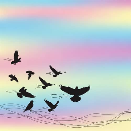 Vector Illustration of Freedom | Birds Soaring in Colorful Sky