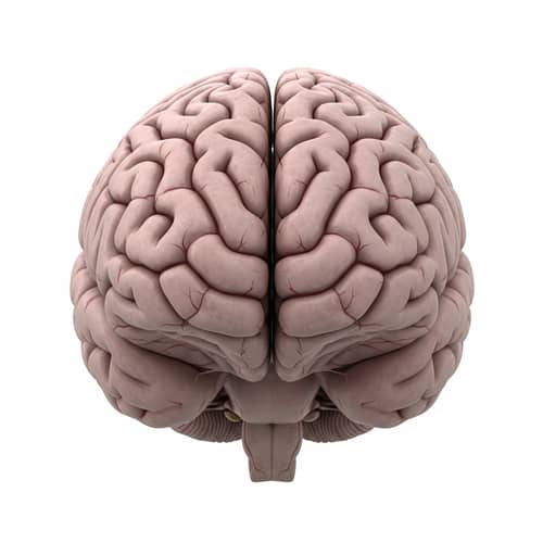 Realistic Human Brain Image | Detailed and Natural Structure