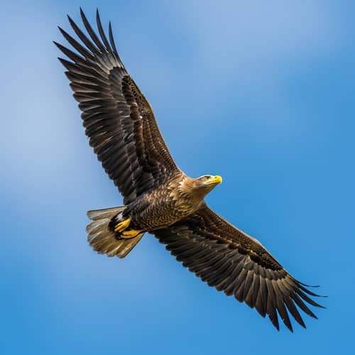 Majestic Eagle Soaring Through the Sky | Wildlife Photography