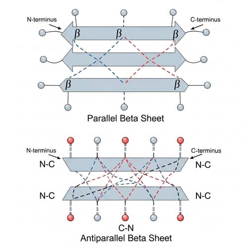 Parallel vs. Antiparallel Beta Sheet Structures