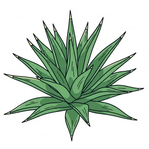 Vector Style Agave Plant for Bottle Label Design