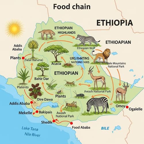 Ethiopian Food Chain Illustration on Map
