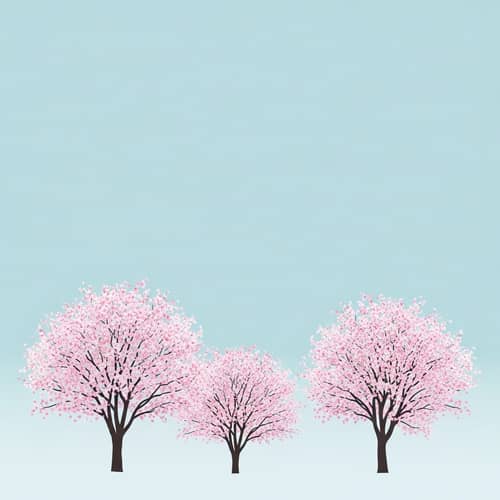 Tranquil Sakura Trees in Minimalist Style
