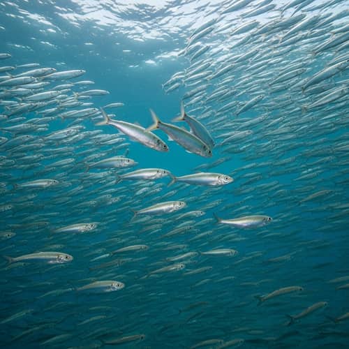Sardines Leading Change: Stunning Aquatic Movement