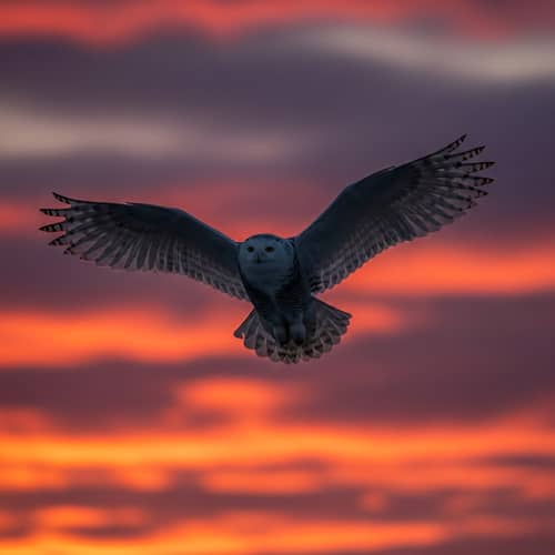 Majestic Snowy Owl in Flight at Sunset | Nature-Inspired & Ethereal