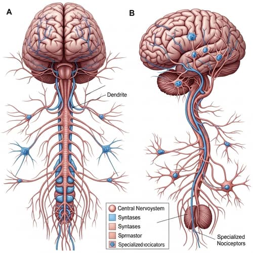 Detailed Illustration of Central Nervous System and Nociceptors
