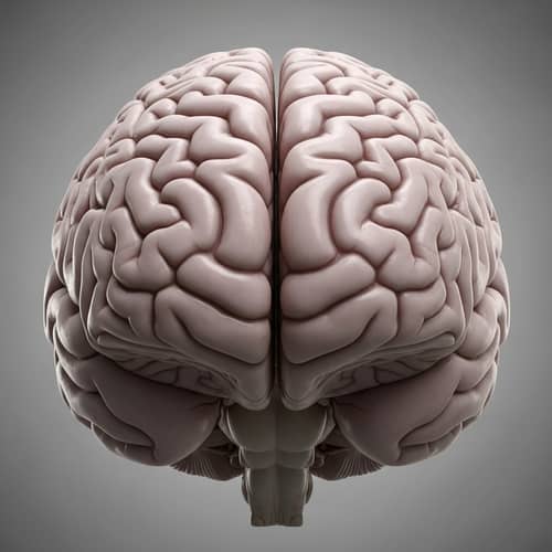 Detailed Human Brain Image with Visible Lobes