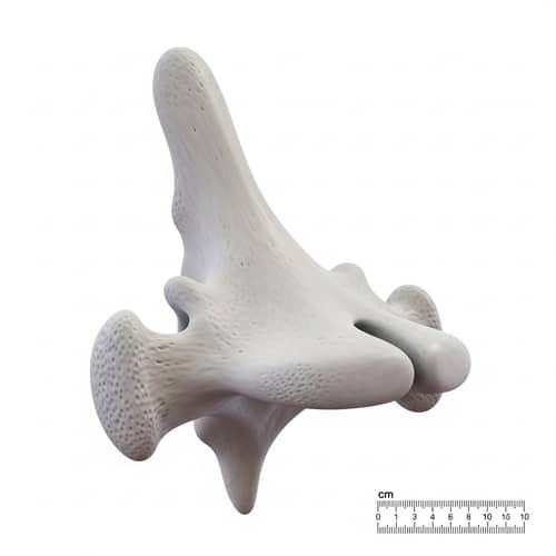 Human Vertebral Column Single Uncus Illustration