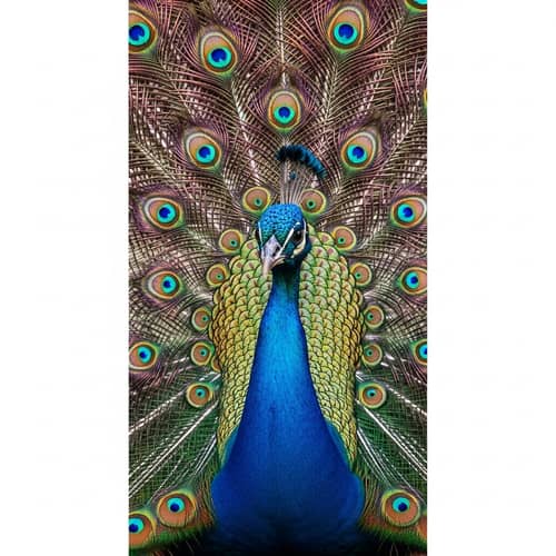 Majestic Peacock in Enchanted Garden | Vibrant Feathers Close-Up