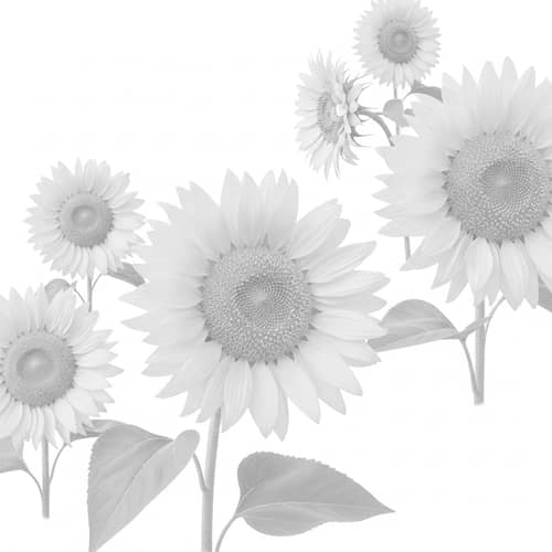 Tranquil Sunflower Watermark Illustration