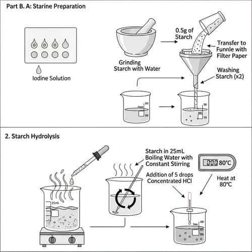 Hydrolysis of Starch: Detailed Schematic Diagram & Procedure
