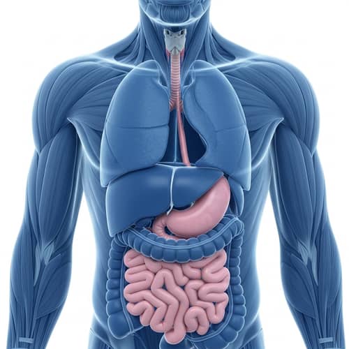 Detailed Anatomical Rendering of Male Human Torso Organs in Blue and Pink
