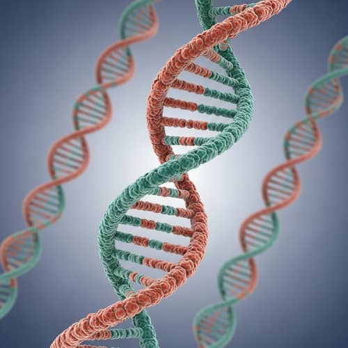 Explore the Double Helix Structure of DNA