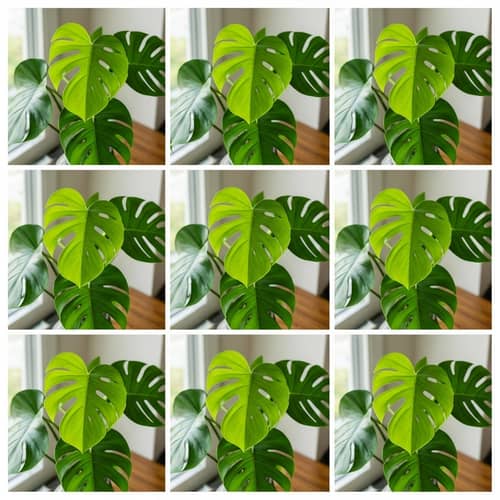 Panoramic Plant Photography - Capturing Nature's Beauty