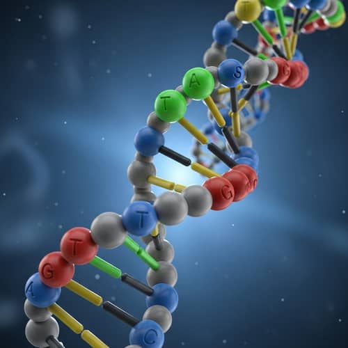 3D Single-Stranded DNA Molecule Visualization