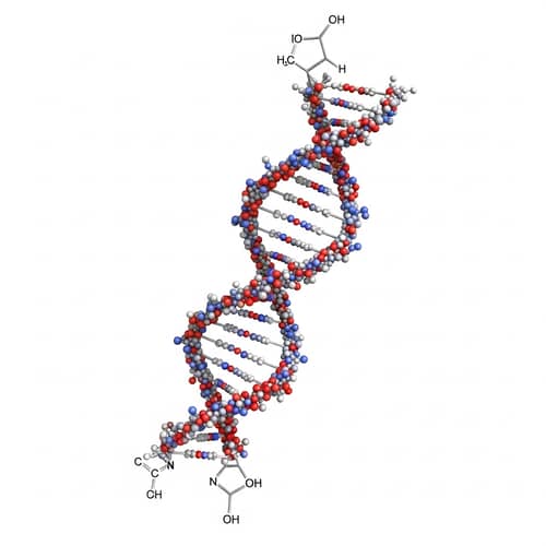 Unique DNA Structure Design for Genetic Information