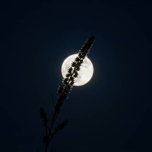 Moonlight Weed: Intriguing Silhouette Against Night Sky