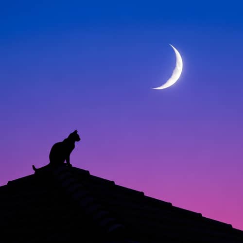 Silhouette of Cat on Roof under Purple and Blue Sky with Crescent Moon