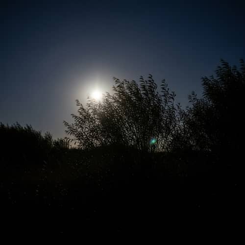 Tranquil Night with Full Moon and Wild Bushes
