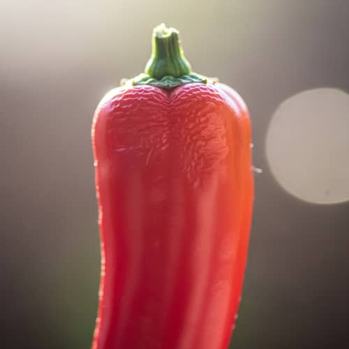 Delicate Pastel Chili Pepper Close-Up Shot