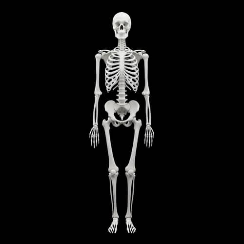 Anatomically Accurate Human Skeleton Illustration