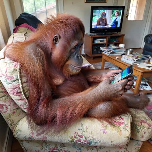 Candid Orangutan in Suburban Living Room Snapshot