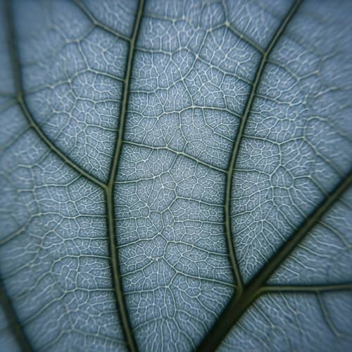 Intricate Veins and Textures on a Leaf | Fine Art Photography