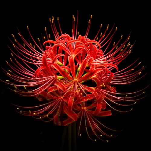 Red Spider Lily Flowers on Black Background