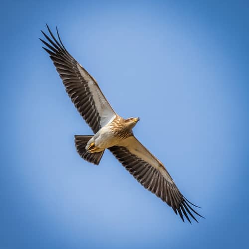 Majestic Bird Soaring Through Sky | Vibrant Flight Capture