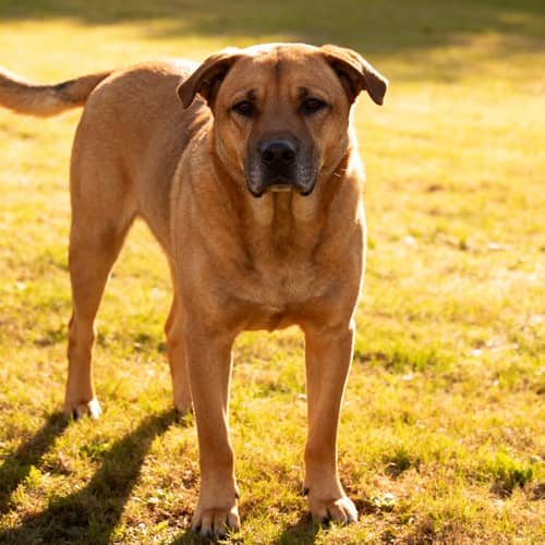 What Will My Dog Look Like When Grown Up? What Will My Dog Look Like When Grown Up?