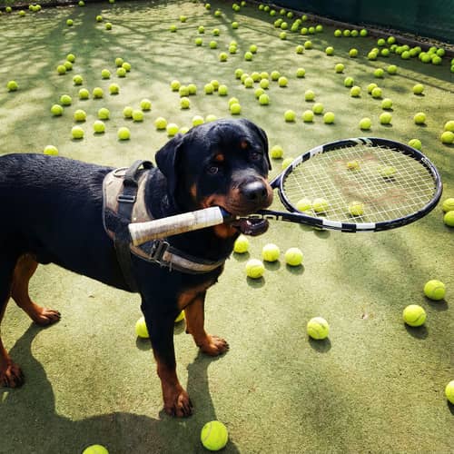 Dog Playing Tennis: Rottweiler Edition Dog Playing Tennis: Rottweiler Edition